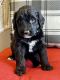Golden Doodle Puppies for sale in Joplin, MO 64801, USA. price: NA
