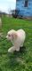 Golden Doodle Puppies for sale in New Haven, IN, USA. price: $725
