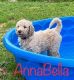 Golden Doodle Puppies for sale in Woodstock, GA, USA. price: NA