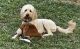 Golden Doodle Puppies for sale in San Antonio, TX, USA. price: $500