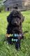Golden Doodle Puppies for sale in Sneedville, TN 37869, USA. price: $1,000