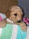 Golden Doodle Puppies for sale in Decatur, AL 35601, USA. price: NA