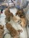 Golden Doodle Puppies for sale in Middletown, NY 10940, USA. price: $800