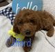 Golden Doodle Puppies for sale in Danville, OH 43014, USA. price: NA