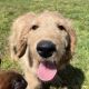 Golden Doodle Puppies for sale in Dickson, TN, USA. price: $800