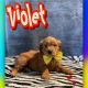Golden Doodle Puppies for sale in Bakersfield, CA, USA. price: $2,000