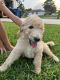 Golden Doodle Puppies for sale in Palm Bay, FL, USA. price: $1,500
