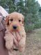 Golden Doodle Puppies for sale in Colby, WI 54421, USA. price: $120,000