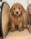 Golden Doodle Puppies for sale in North Port, FL, USA. price: $2,000