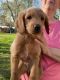 Golden Doodle Puppies for sale in Paramus, NJ 07652, USA. price: $2,100