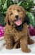 Golden Doodle Puppies for sale in Bullard, TX 75757, USA. price: NA