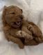 Golden Doodle Puppies for sale in Midlothian, VA, USA. price: $3,000