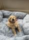 Golden Doodle Puppies for sale in Shelbyville, KY 40065, USA. price: $2,800