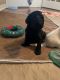 Golden Doodle Puppies for sale in Valrico, FL, USA. price: $1,200