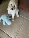 Golden Doodle Puppies for sale in Valrico, FL, USA. price: $1,000
