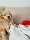 Golden Doodle Puppies for sale in Millville, NJ 08332, USA. price: $2,200