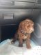 Golden Doodle Puppies for sale in Silver Spring, MD, USA. price: $2,000