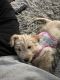 Golden Doodle Puppies for sale in Las Vegas, NV, USA. price: $2,750