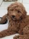 Golden Doodle Puppies for sale in New Port Richey, FL, USA. price: $1,500
