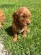 Golden Doodle Puppies for sale in Livingston, LA 70754, USA. price: NA