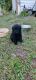 Golden Doodle Puppies for sale in North Port, FL, USA. price: $1,600