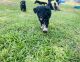 Golden Doodle Puppies for sale in Robertsdale, AL 36567, USA. price: NA