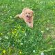 Golden Doodle Puppies for sale in Hartford, KY, USA. price: NA