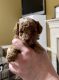 Golden Doodle Puppies for sale in Layton, UT, USA. price: $3,000