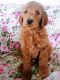Golden Doodle Puppies for sale in Dallas, TX, USA. price: $800