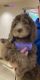 Golden Doodle Puppies for sale in Fort Worth, TX, USA. price: NA