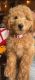 Golden Doodle Puppies for sale in De Kalb, TX 75559, USA. price: NA