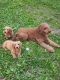 Golden Doodle Puppies for sale in Ashland, OH 44805, USA. price: $200