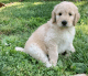 Golden Doodle Puppies for sale in Shelbyville, TN, USA. price: NA