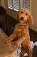 Golden Doodle Puppies for sale in Stone Ridge, VA 20105, USA. price: NA