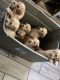 Golden Doodle Puppies for sale in Michigan-Martin, Detroit, MI 48210, USA. price: NA