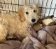 Golden Doodle Puppies for sale in Evinston, FL 32667, USA. price: NA