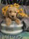 Golden Doodle Puppies for sale in St. George, UT, USA. price: $120,000