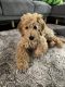 Golden Doodle Puppies for sale in Manchester, NH, USA. price: $1,800