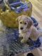 Golden Doodle Puppies for sale in Odenton, MD, USA. price: $800