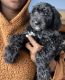 Golden Doodle Puppies for sale in Long Beach, CA 90805, USA. price: $2,000