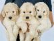Golden Doodle Puppies for sale in Palm Beach, FL, USA. price: $1,600