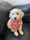 Golden Doodle Puppies for sale in New York, NY, USA. price: $1,400