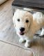 Golden Doodle Puppies for sale in Springfield, MO 65807, USA. price: NA