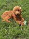 Golden Doodle Puppies for sale in Charlotte, NC, USA. price: $1,950