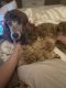 Golden Doodle Puppies for sale in Belton, TX, USA. price: NA