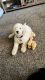 Golden Doodle Puppies for sale in Abilene, TX, USA. price: NA