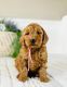 Golden Doodle Puppies for sale in Waukon, IA 52172, USA. price: NA