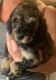 Golden Doodle Puppies for sale in Gig Harbor, WA, USA. price: $2,500
