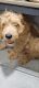 Golden Doodle Puppies for sale in Chambersburg, PA, USA. price: NA