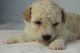 Golden Doodle Puppies for sale in Atlanta, GA, USA. price: $2,000